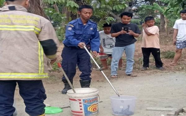 Geger! 30 Ekor Ular Kobra Bersarang di Belakang Lemari Rumah Warga Tangerang
