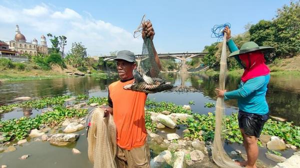 Aksi Puluhan Masyarakat Mencari Ikan di Sungai Bengawan Solo saat Pladu
