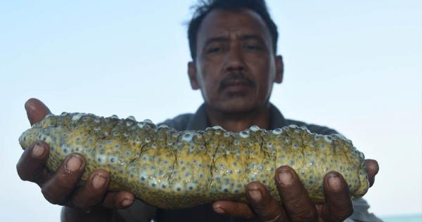 jenis teripang termahal yang banyak dicari di pasaran indonesia