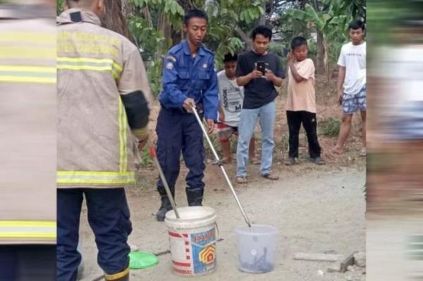 30 Ekor Ular Kobra Bersarang di Rumah Warga Tangerang, Ditemukan Kucing Rumah