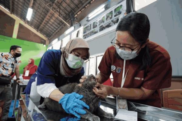 Ratusan Ekor Hewan Ikuti Vaksinasi Rabies di Depok