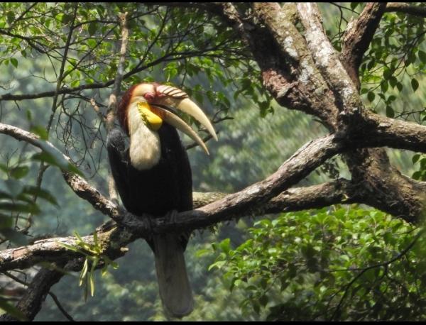 Satu Lagi Satwa Langka Terindentifikasi di Gunung Sanggabuana Karawang