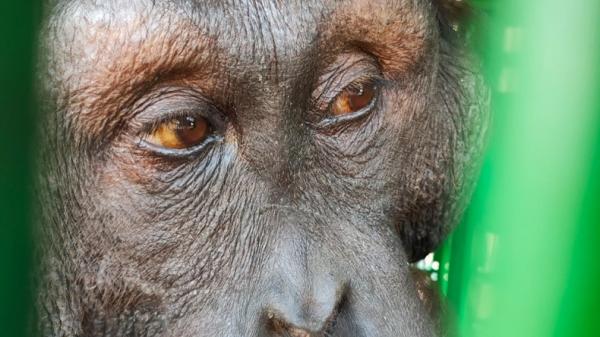 BKSDA Kembali Evakuasi 2 Orangutan dari Jalan Poros Bengalon Kutai Timur