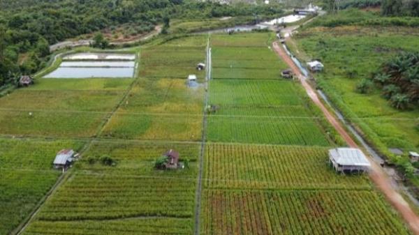 Dampak Kemarau Panjang, Produksi Beras Lokal Babel Merosot Hingga 9 Ribu Hektare