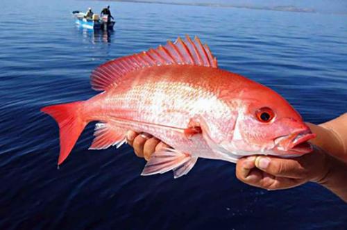 Nelayan Ketiban Rezeki Nomplok! Ratusan Kakap Merah Terdampar di Pantai Pangandaran