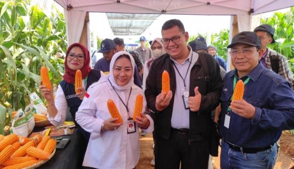 Gelar Corn Plantation Expo di Subang, Syngenta Luncurkan Benih Jagung Bioteknologi