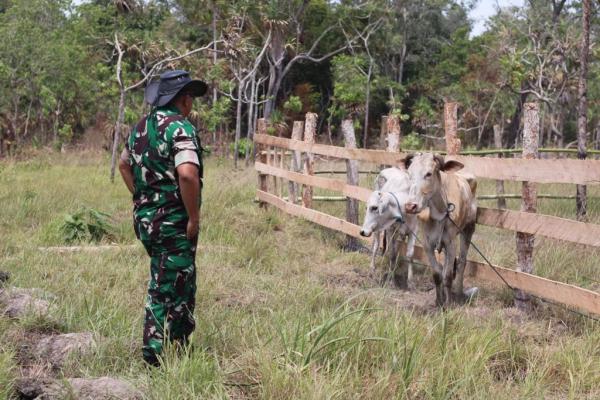 Tingkatkan Program Ketahanan Pangan, Prajurit Yonif 757/Ghupta Vira Ternak Sapi Lokal Brahman