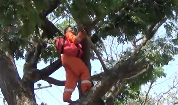 Damkar Nganjuk Selamatkan Kucing yang 5 Hari Terjebak di Atas Pohon 