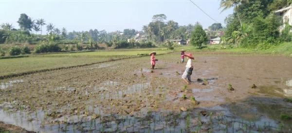 Antisipasi Bencana, Pemerintah Kabupaten Bogor Cadangkan 298 Ton Beras