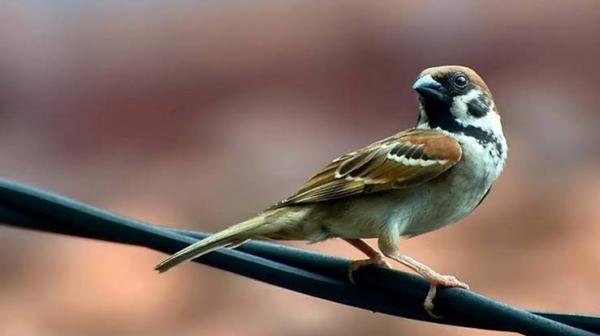 Harus Tahu, Kenapa Burung Gereja Tak Boleh Dipelihara