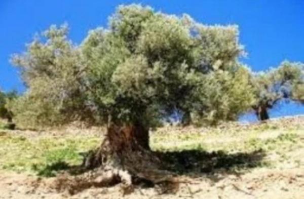 Ketakutan Akhir Zaman! Kaum Yahudi Israel Tanam Pohon Gharqad, Ini Penjelasannya