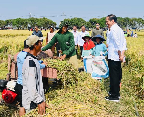 Terkait Menurunkan dan Jaga Kestabilan Harga Beras, Presiden Jokowi Beri Jawaban Begini  