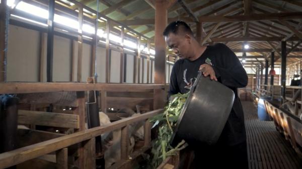 Inspiratif! Polisi di Pemalang Ternak Kambing Perah, Banyak Diburu Supplier Pabrik Susu Ternama
