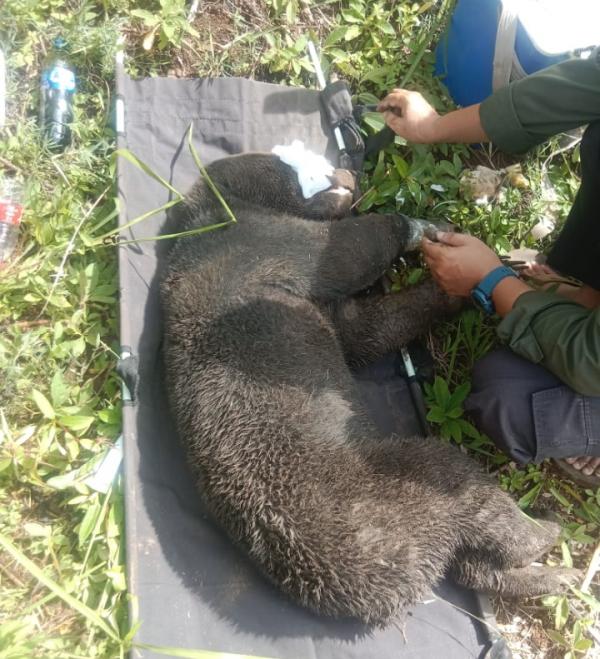 BKSDA Aceh Obati Beruang Madu Terkena Jerat Babi di Bener Meriah, Akhirnya di Lepas Liarkan