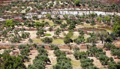 Pohon Gharqad Disebut Pohon Yahudi Akan Lindungi Israel, Bernasib Tragis Bareng Dajjal Jelang Kiamat