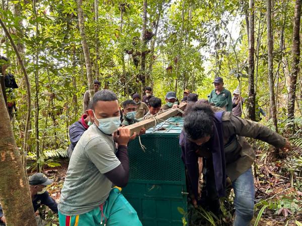 BBKSDA Sumut Kembalikan 6 Orangutan dan Satwa Dilindungi ke Habitat Asli