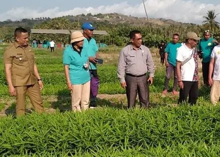 Wakil Bupati Sabu Raijua dan Pendeta Mery Kolimon Panen Hasil Bumi Guna Mendukung Sidang Sinode