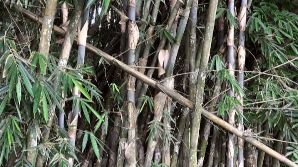 Menguak Mitos Pohon Bambu, Benarkah Rumah Mahluk Gaib?