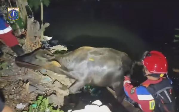 Kerbau Jatuh ke Kali di Cengkareng, Petugas Penyelamat Turun Evakuasi