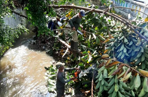 Satgas DPUPR Depok Gerak Cepat Evakuasi Pohon Tumbang di Kali Cabang Tengah