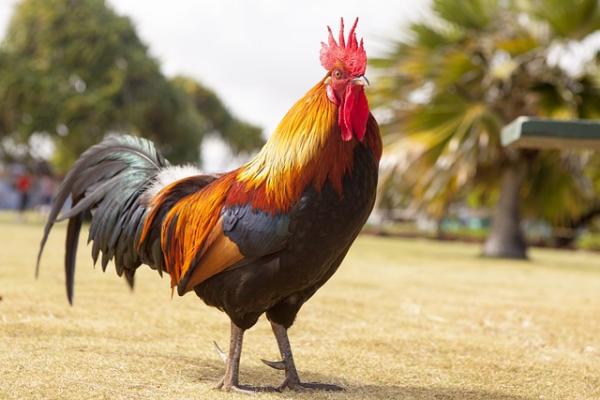 Inilah 7 Mitos Ayam Berkokok Malam Hari, Apa Sajakah Itu?