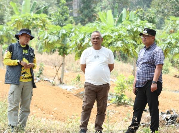 Demi Keberhasilan Program Pj Gubernur, Pemkot Palopo Siapkan 43 Hektar Lahan Budidaya Pisang