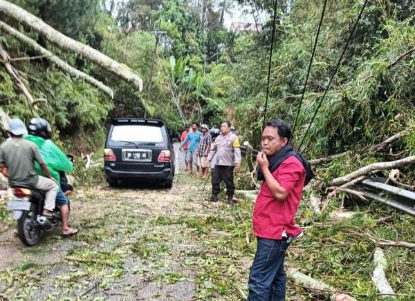 Pohon Tumbang di Jalan Trans Sulawesi Poros Makale - Rembon Dievakuasi