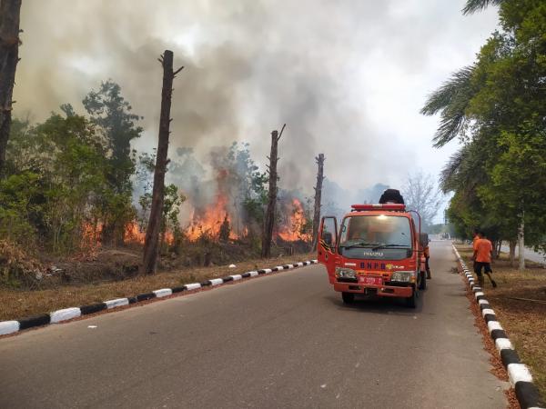 5 Hektare Lahan di Kawasan Pemprov Babel Ludes Dilalap Api