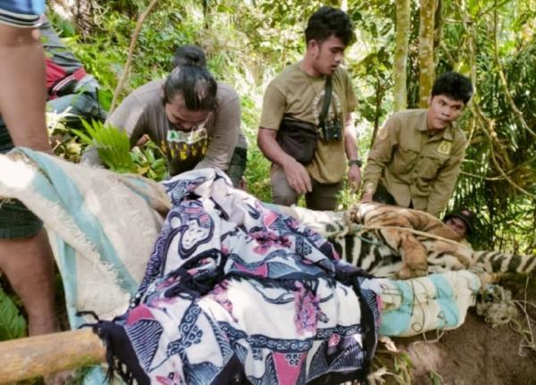 BBKSDA Sumut Evakuasi Harimau Sumatera Terkena Jeratan di Simalungun
