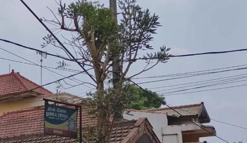 Pohon Tabebuya Menangis Gegerkan Warga di Malang, Apa yang Terjadi  ?
