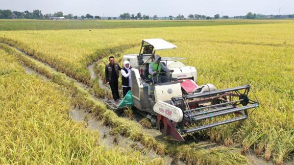 Luas Panen Jatim Menyusut, Surabaya Jadi Kota Terminim Produksi Padi