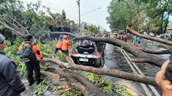 Sukoharjo Diguyur Hujan Deras dan Angin Kencang, 1 Mobil Ringsek Tertimpa Pohon