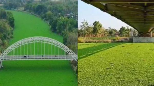 Permukaan Sungai Bengawan Solo Bojonegoro Dipenuhi Eceng Gondok Viral di Medsos