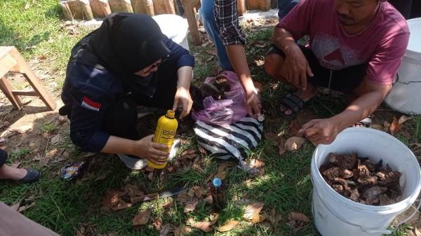 Mahasiswa Unnes Ajarkan Pembuatan Pupuk Kulit Durian di Desa Wisata Kandri