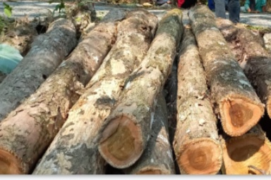 Penebangan Pohon Jati Diduga Ilegal, Polisi Sempat Amankan 7 Penebang di Pangandaran