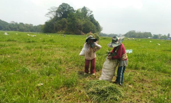 Situ Gede Tasikmalaya Mengering, Berkah Bagi Pencari Rumput Bisa Dapat Upah Rp100.000 per Hari