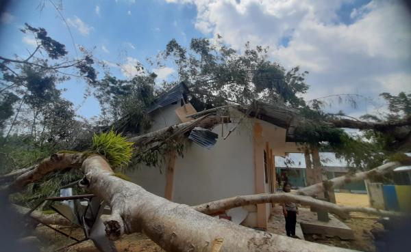 Dua Bangunan Sekolah Dasar di Mamasa Rusak Parah Tertimpa Pohon Tumbang