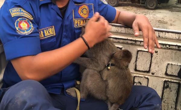 Bikin Warga Takut Keluar Rumah, Monyet Liar di Pasir Putih Depok Berhasil Dievakuasi