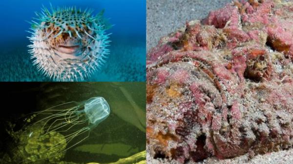 Inilah 5 Hewan Laut Paling Berbisa dan Berbahaya Bagi Manusia, Nomor 3 Kecil tapi Mematikan