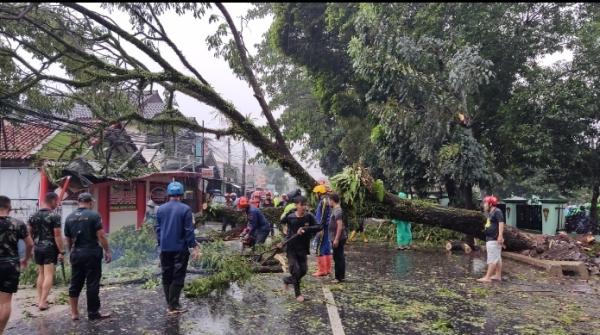 Hujan Lebat dan Puting Beliung Landa Bogor, Pohon Bertumbangan Timpa Bangunan dan Kendaraan