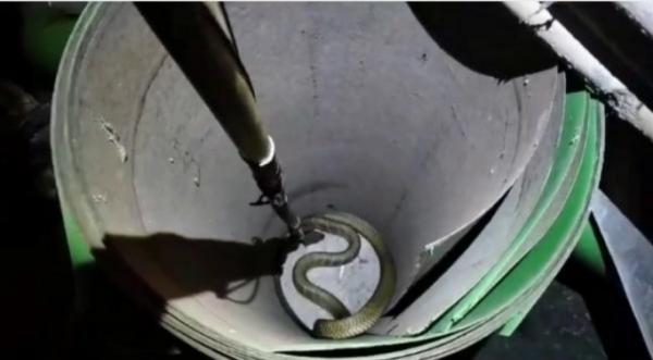 Ular King Kobra 3 Meter Sembunyi di Gudang Rumah Sakit Bikin Heboh