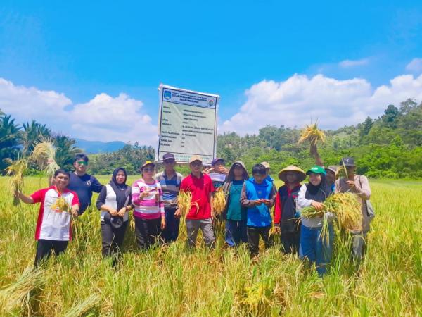 Musim Kemarau, Petani Desa Onggunoi Sukses Panen Padi Perdana
