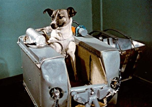 Sejarah Dunia 03 November : Laika, Anjing Pemberani yang Menjelajah Luar Angkasa di Misi Sputnik 2