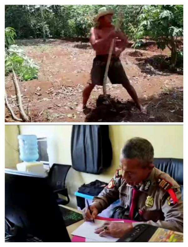 Kisah Perwira Polisi di Pandeglang yang Sukses Berkebun Singkong