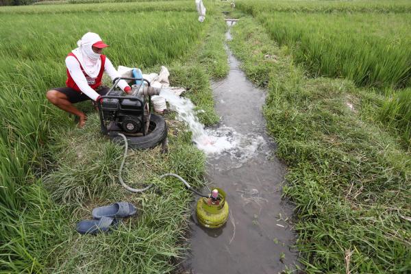 Akal Cerdik Petani Padi Kala Musim Kemarau