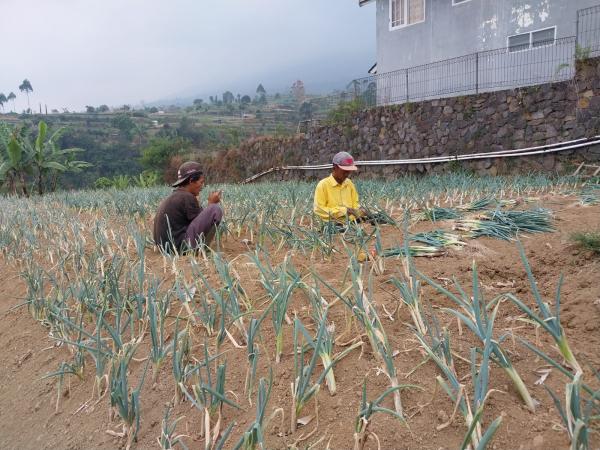 Luka Liku Kehidupan Petani Holtikultura Cianjur Disaat Musim Kemarau
