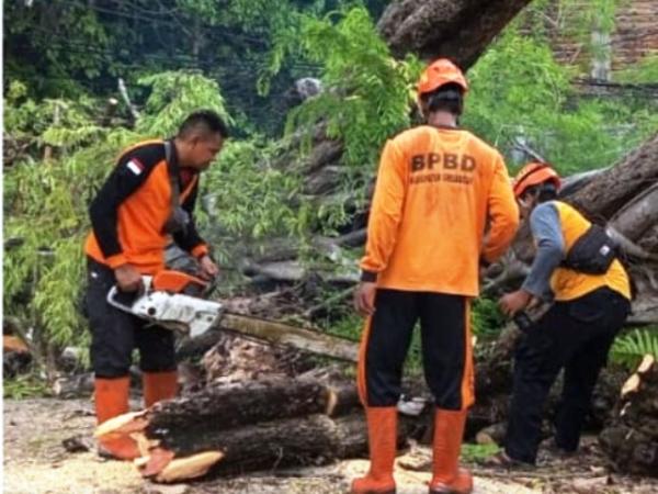Pohon Tumbang di Jalan Raya Karangrayung Grobogan – Juwangi, Ternyata Ini Penyebabnya