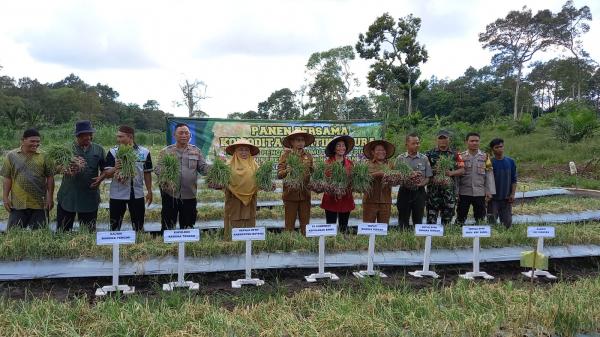 Meskipun Kemarau Panjang, Petani di Bangka Tengah Sukses Panen 1,5 Ton Bawang Merah