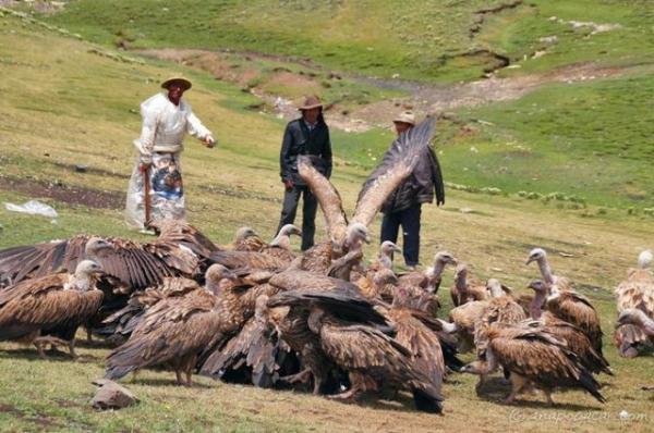 Tradisi Aneh Sky Burial di Tibet, Jenazah Manusia Sengaja Dipotong untuk Dimangsa Burung Nasar
