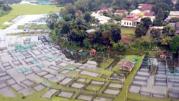 Eceng Gondok Tumbuh Subur di Situ Cilala Bogor